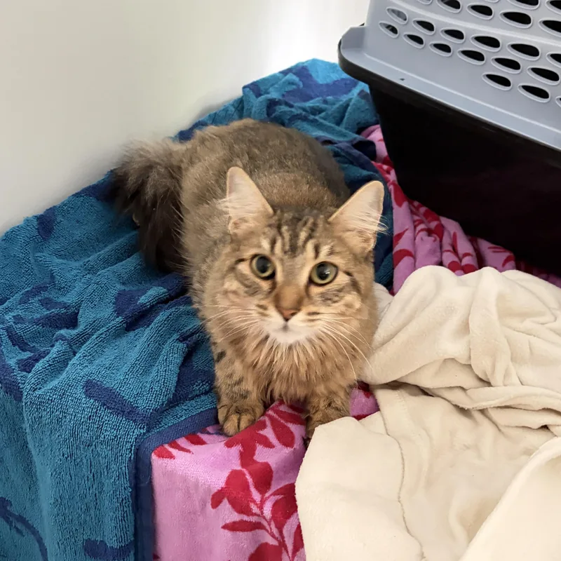 A young medium-sized female Tabby (Buff / Tan / Fawn) Domestic Long Hair cat named Laleh for adoption in New Britain, CT