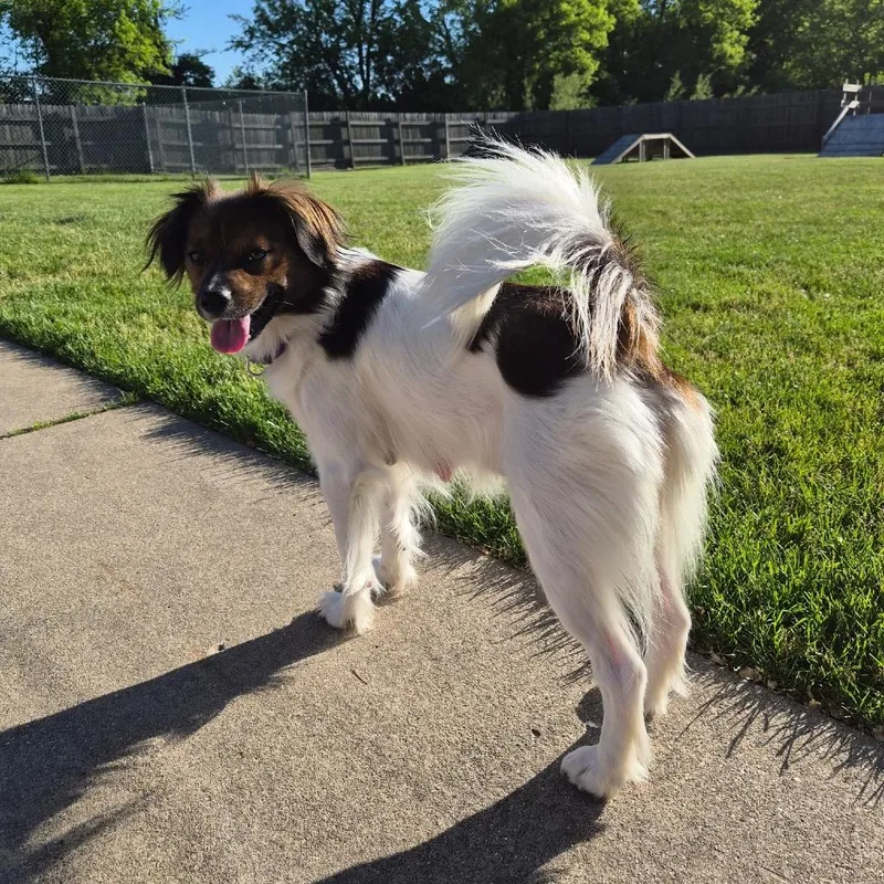 An adult medium-sized female Mixed Breed dog named Marley for adoption in Woodstock, IL