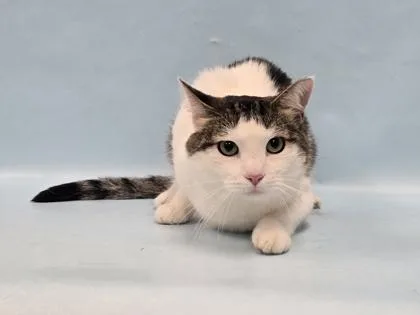 An adult small-sized female Domestic Short Hair cat named Twinkle for adoption in Coon Rapids, MN