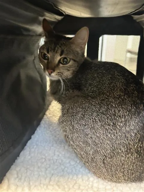 A young small-sized female Domestic Short Hair cat named Fiona for adoption in San Antonio, TX