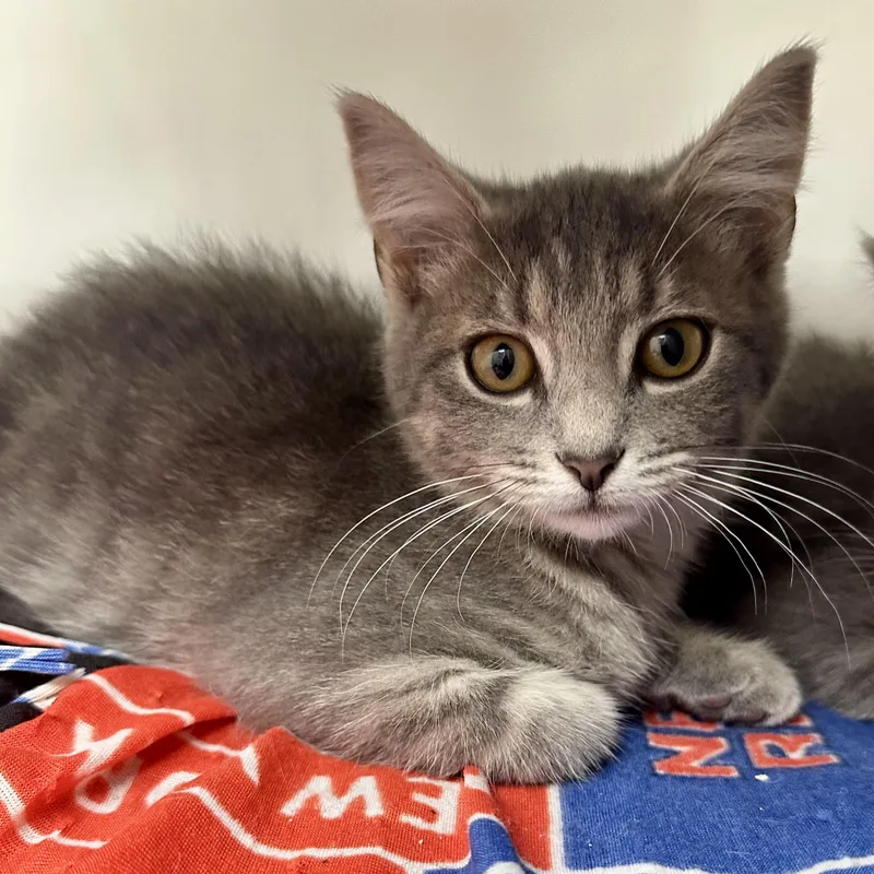 A young medium-sized male Domestic Short Hair cat named Captain America for adoption in Reisterstown, MD