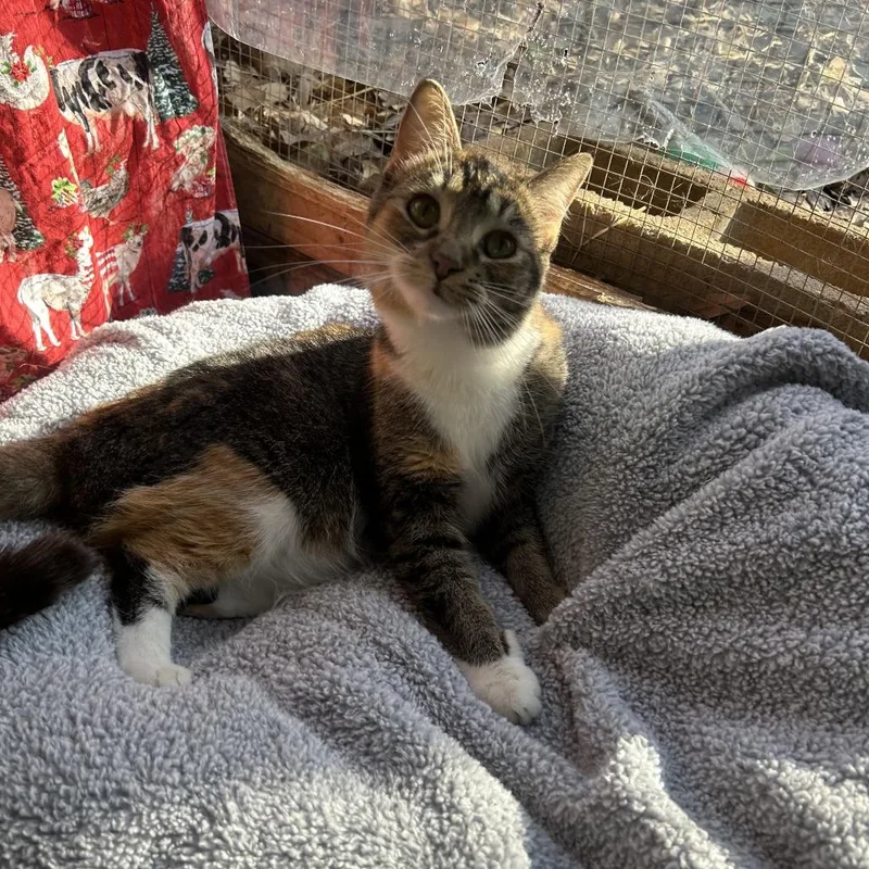 A young small-sized female Calico Domestic Short Hair cat named Allicat for adoption in Enterprise, AL