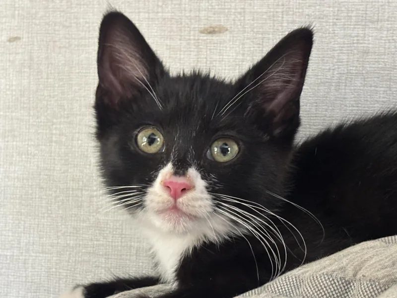 A young medium-sized female Black & White / Tuxedo Tuxedo cat named Mango for adoption in San Diego, CA