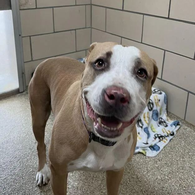 An adult large-sized female Yellow / Tan / Blond / Fawn Pit Bull Terrier dog named Dakota for adoption in Perkiomenville, PA