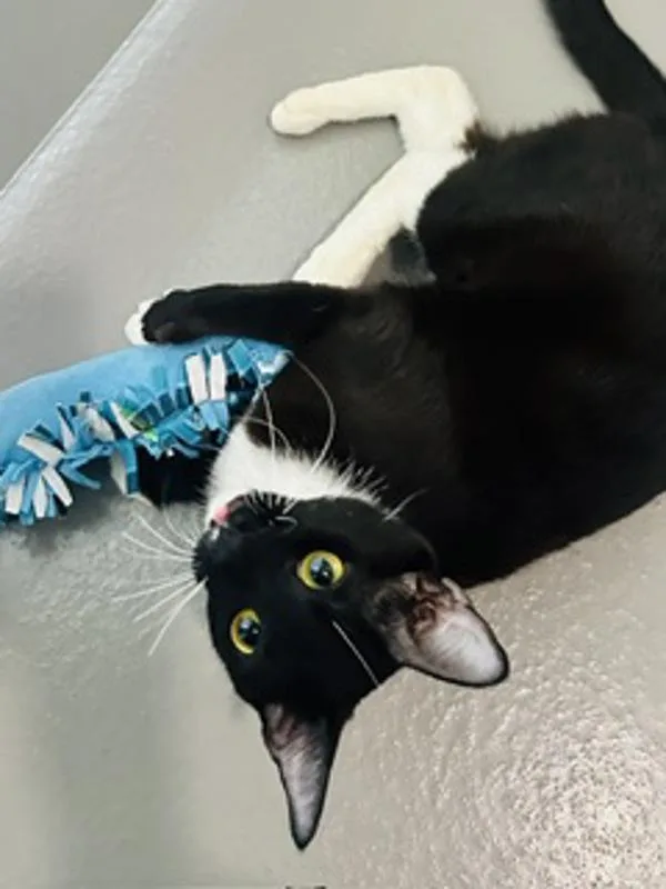 A young medium-sized female Domestic Short Hair cat named Loretta for adoption in Healdsburg, CA