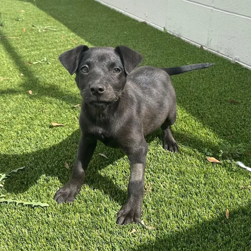A young medium-sized female Black Labrador Retriever dog named Ellis aka Nala for adoption in LOXAHATCHEE, FL