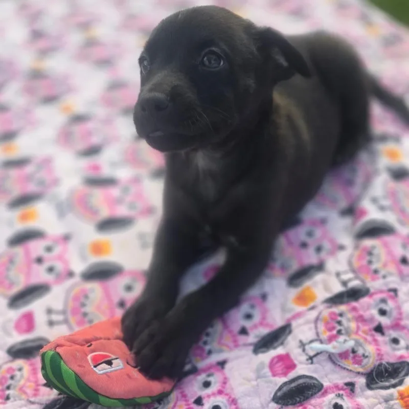 Ellis aka Nala thumbnail 2
