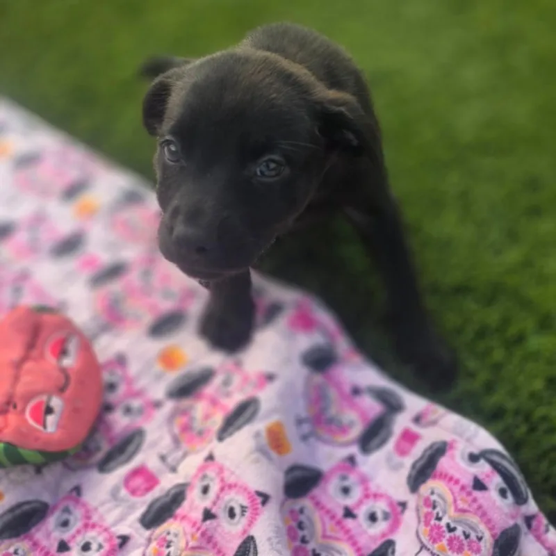 Ellis aka Nala thumbnail 3