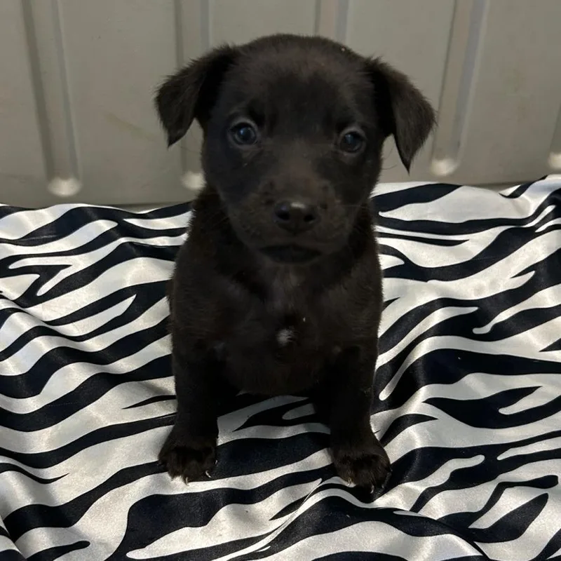 Ellis aka Nala thumbnail 4