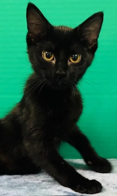 A baby medium-sized female Black Domestic Short Hair cat named Firefly for adoption in Hawk Point, MO