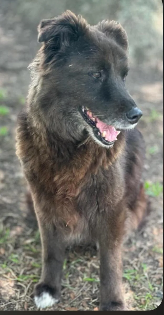 Raven thumbnail 3