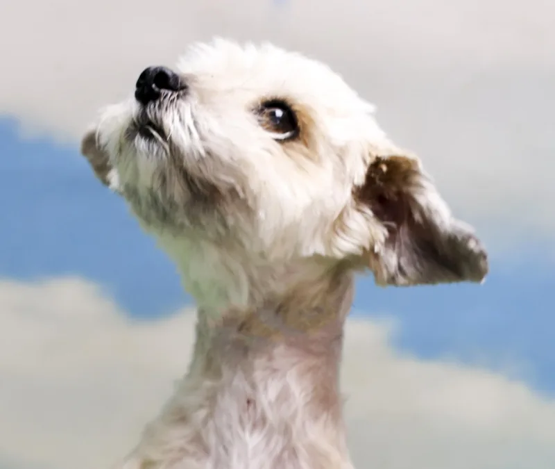 Lulu thumbnail 5