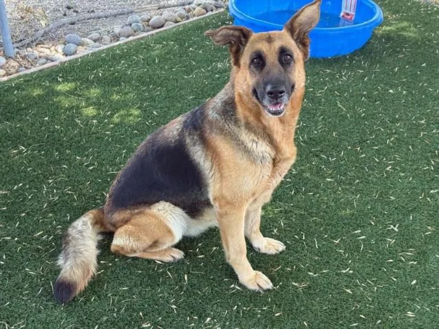 An adult large-sized female German Shepherd Dog dog named Charlotte for adoption in Antioch, CA