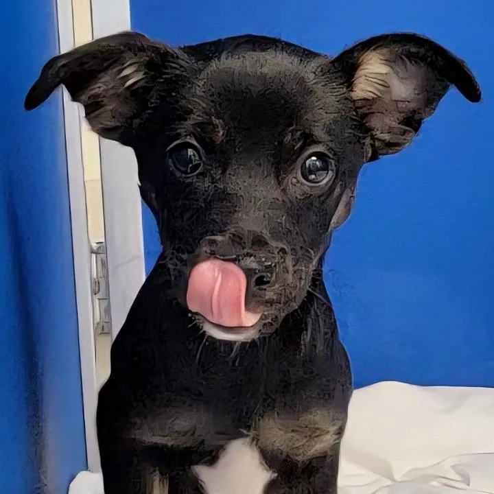 A baby small-sized female Black Mixed Breed dog named 108869 for adoption in Las Cruces, NM