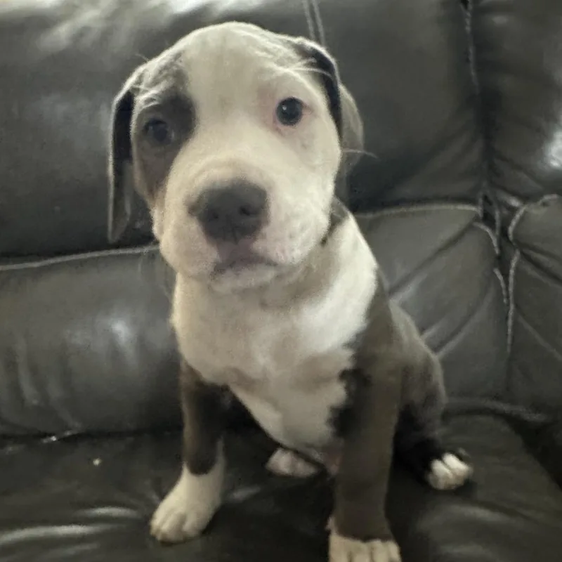 A baby medium-sized male Gray / Blue / Silver Mixed Breed dog named Ouzo for adoption in DeKalb, IL