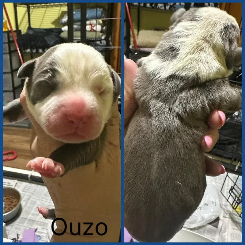 Ouzo thumbnail 2