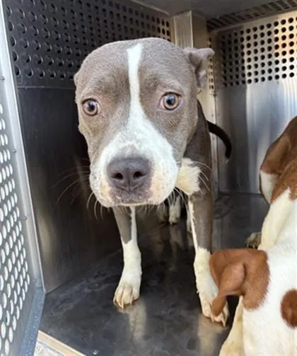 A young large-sized female American Staffordshire Terrier dog named Bunny for adoption in Phoenix, AZ