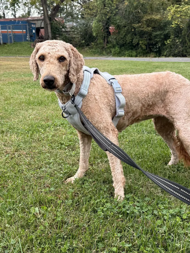 An adult large-sized female Golden Retriever dog named Gracie for adoption in Pottstown, PA