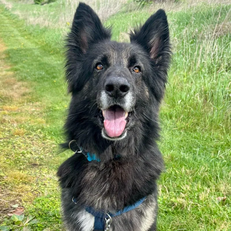 A senior medium-sized male German Shepherd Dog dog named Arlo for adoption in State College, PA