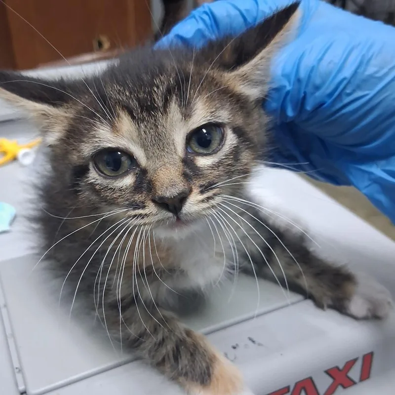 A baby small-sized female Domestic Short Hair cat named Cinnamon Roll @ Dorchester for adoption in Summerville, SC