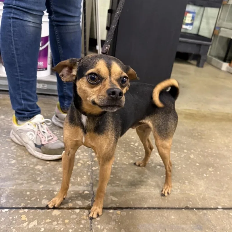 An adult small-sized male Black Mixed Breed dog named Dunks for adoption in Williston, FL