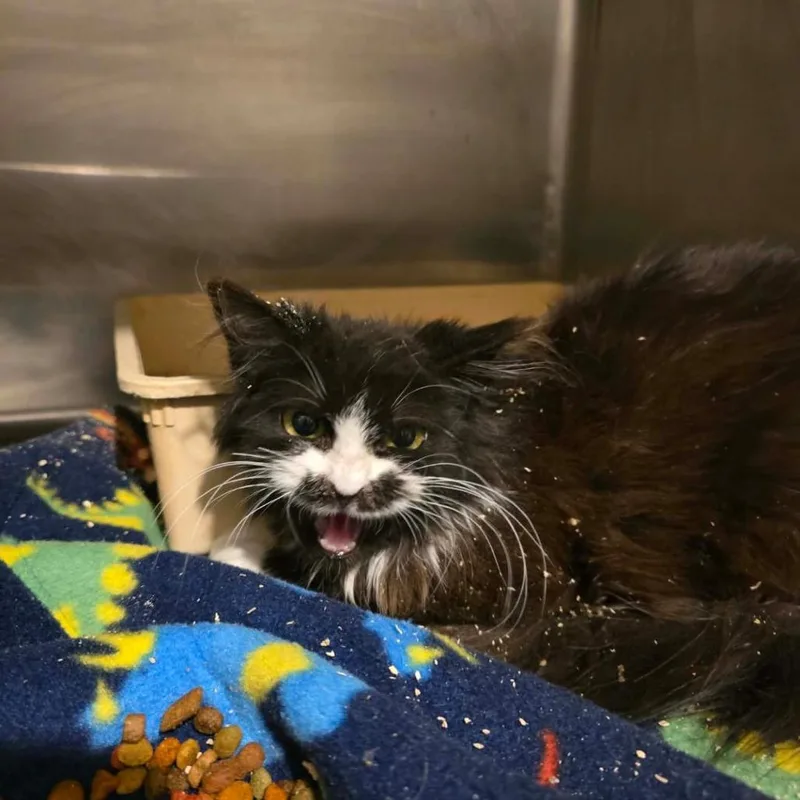A baby small-sized female Black Domestic Long Hair cat named Licc'em Low Lisa for adoption in Rocky Mount, VA