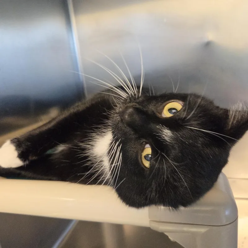 An adult large-sized male Black Domestic Short Hair cat named Clark for adoption in Rock Falls, IL