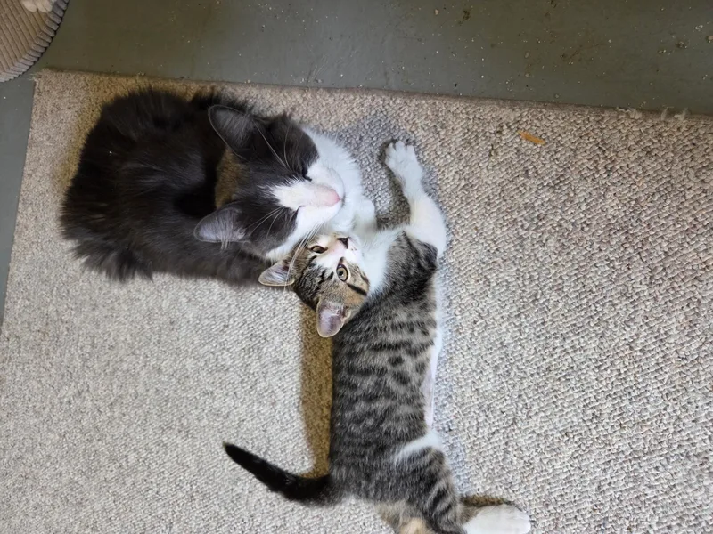 Misty & Twiggy