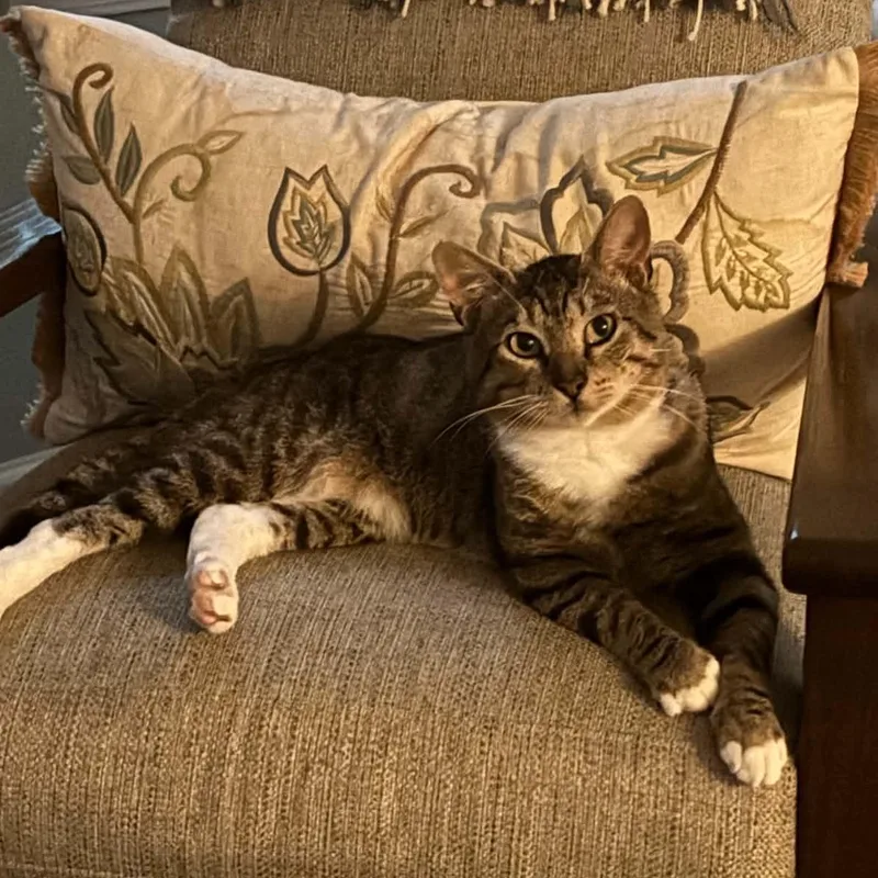 An adult medium-sized male Tabby (Brown / Chocolate) Domestic Short Hair cat named Bobcat for adoption in Bellmawr, NJ