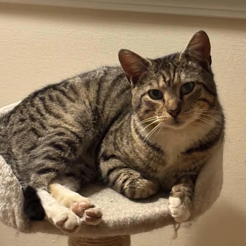 Bobcat thumbnail 2