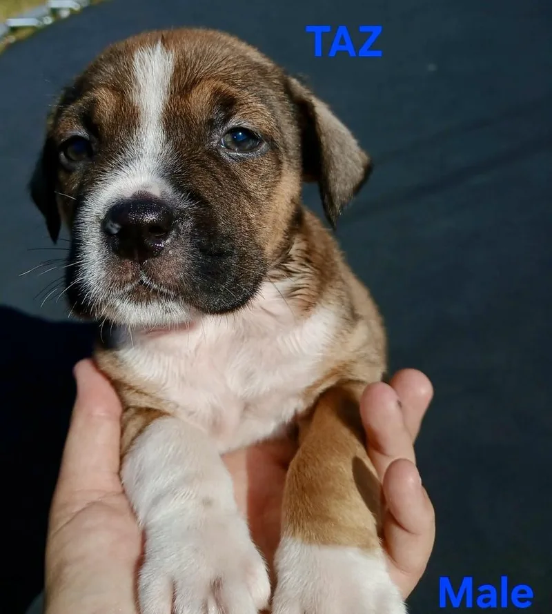 A baby large-sized male Boxer dog named Taz for adoption in Troy, AL