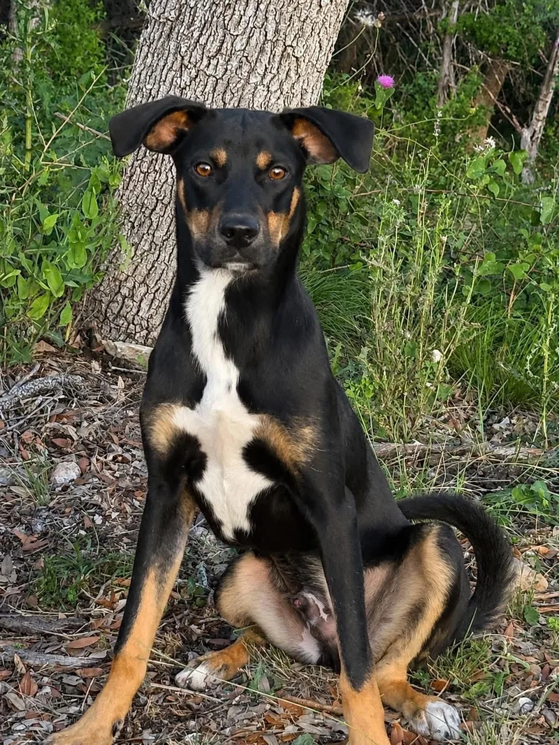 A young medium-sized male Tricolor (Brown, Black, & White) Mixed Breed dog named Oakley for adoption in Hondo, TX