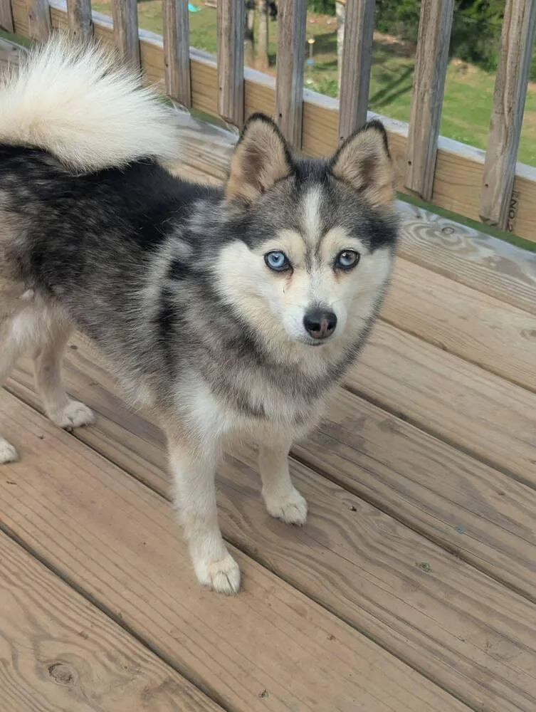 An adult small-sized female Pomeranian dog named Katya for adoption in New York, NY