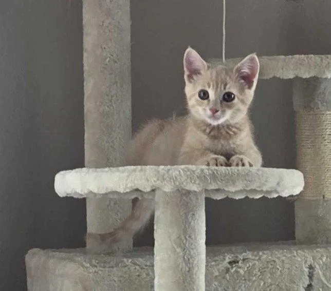 A young medium-sized male Orange / Red Domestic Short Hair cat named Ben for adoption in Riverside, CA