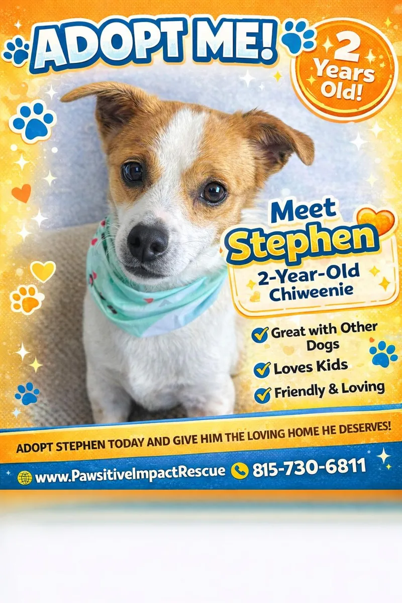 An adult small-sized male Chiweenie dog named Stephen for adoption in Joliet, IL