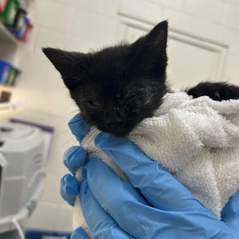 A baby small-sized female Brown / Chocolate Domestic Short Hair cat named Mrs. White for adoption in Auburn, AL