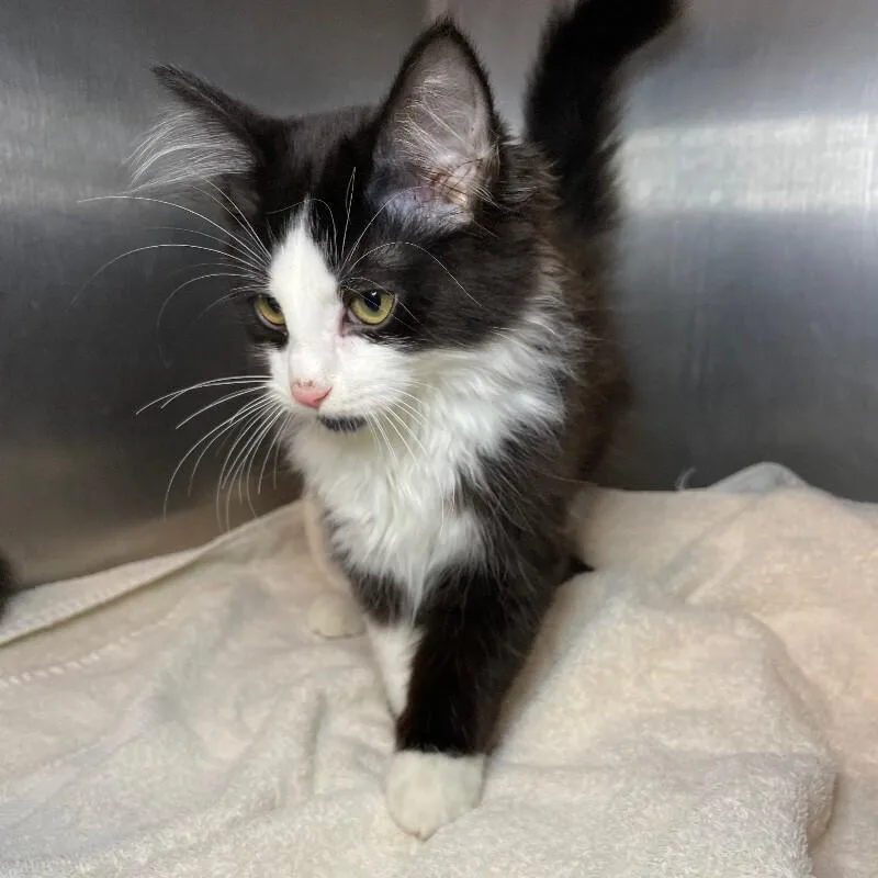 A young medium-sized male Domestic Long Hair cat named Harry for adoption in Roanoke, VA