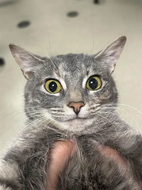 A young medium-sized female Domestic Short Hair cat named Ino for adoption in Dedham, MA