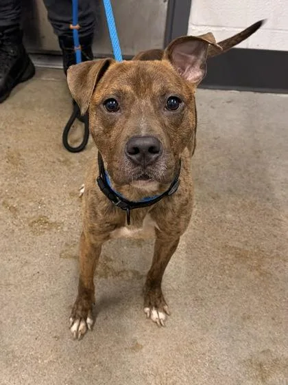 A young medium-sized male Brown / Chocolate Pit Bull Terrier dog named Bartleby for adoption in Cleveland, OH