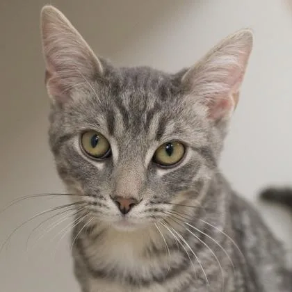 A baby small-sized male Domestic Short Hair cat named Jelly for adoption in Verona, WI