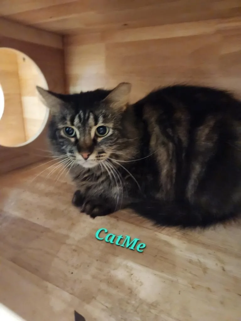 Cat Me