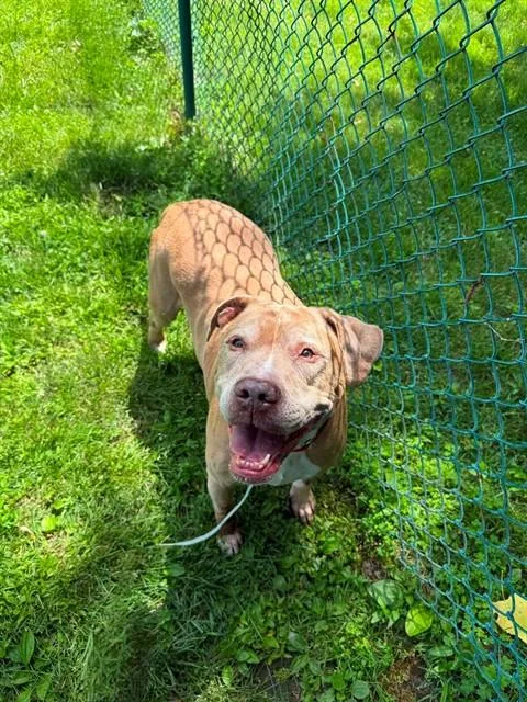 A senior large-sized male Pit Bull Terrier dog named Tyler for adoption in Saint Peters, MO