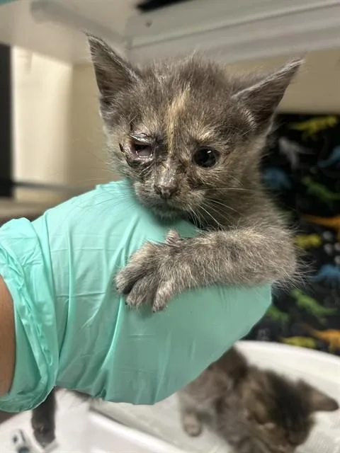A baby small-sized female Domestic Short Hair cat named Dede Pickles for adoption in Riverside, CA