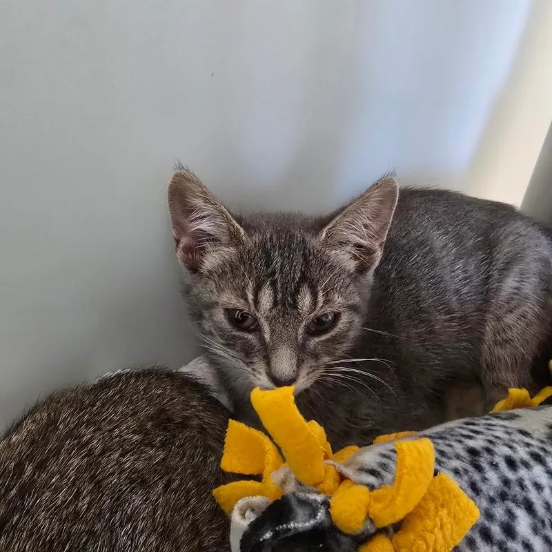 A baby small-sized male Gray / Blue / Silver Domestic Short Hair cat named Fred for adoption in Naples, FL