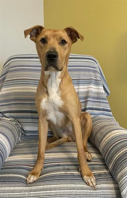 An adult large-sized female Mixed Breed dog named Eloise for adoption in Charlotte, NC