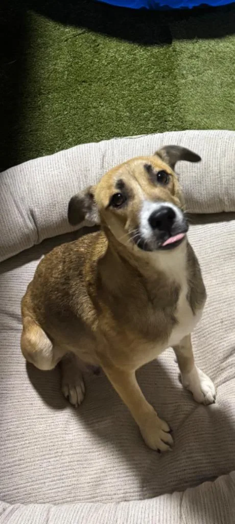 Sissy Mama Shortcake