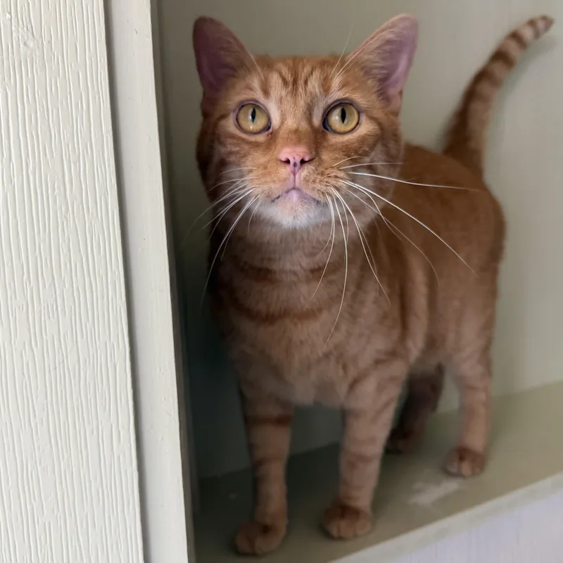 An adult large-sized male Orange / Red Domestic Short Hair cat named Tigger for adoption in Latrobe, PA