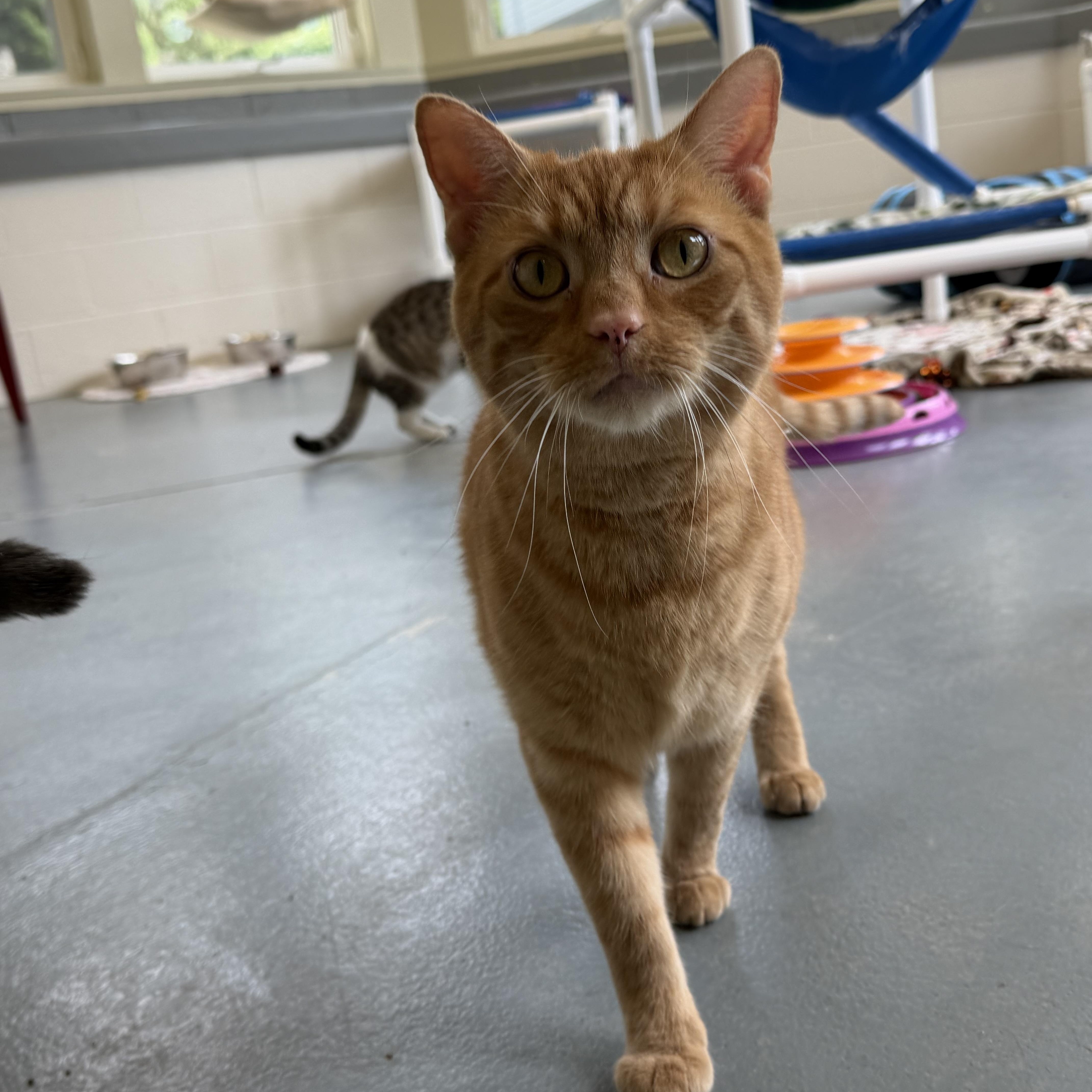 Tigger thumbnail 2