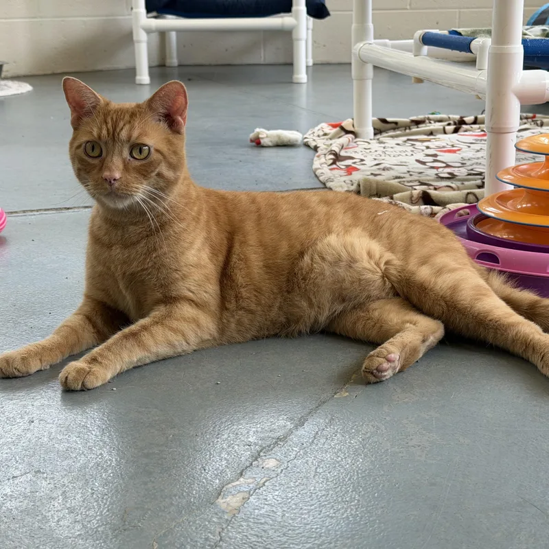 Tigger thumbnail 3