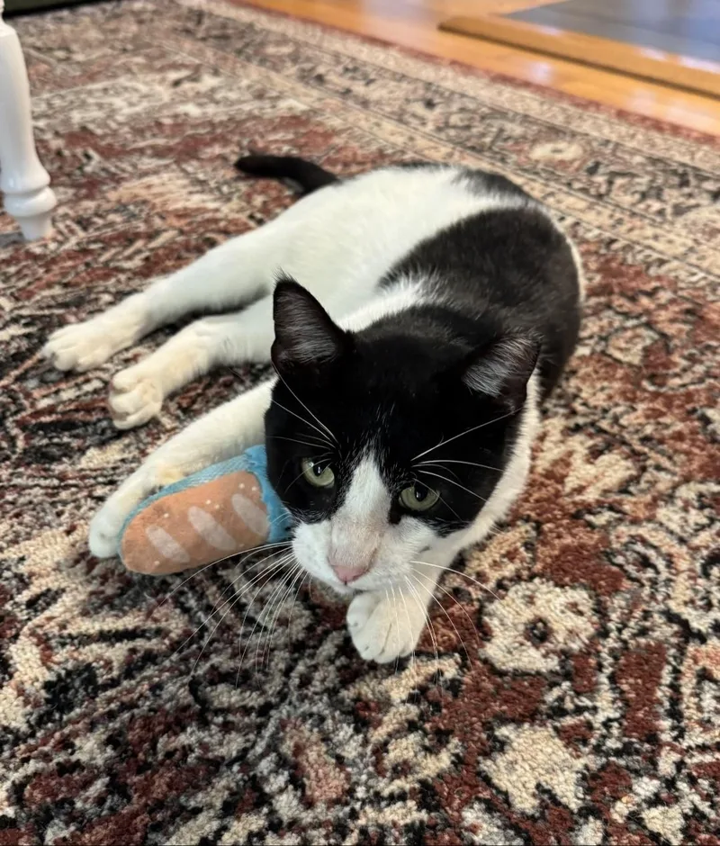 An adult medium-sized male Black & White / Tuxedo Domestic Short Hair cat named Skunk for adoption in Warr Acres, OK